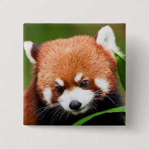 Cute Red Panda 15 Cm Square Badge