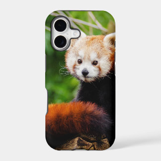 Cute Red Panda Bear