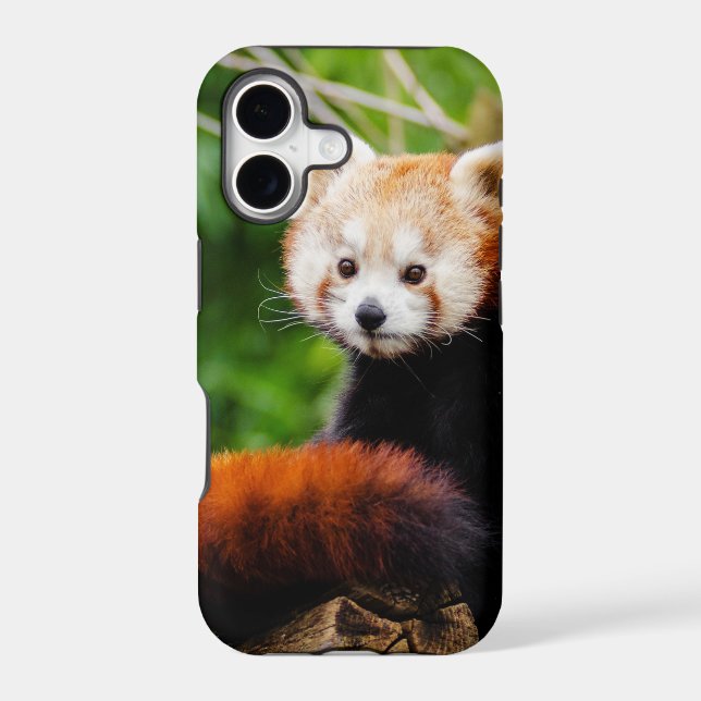 Cute Red Panda Bear (Back)