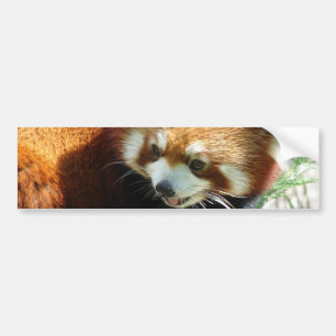 Cute Red Panda Bear Bumper Sticker