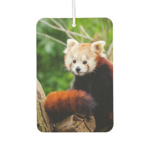 Cute Red Panda Bear Car Air Freshener