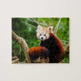 Cute Red Panda Bear Jigsaw Puzzle