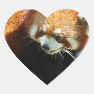 Cute Red Panda Bear Stickers