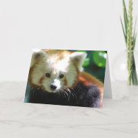 Red Panda Gifts & Gift Ideas | Zazzle UK