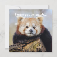 Cute Red Panda Miss You So Much