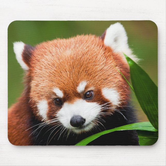 Cute Red Panda Mouse Mat (Front)