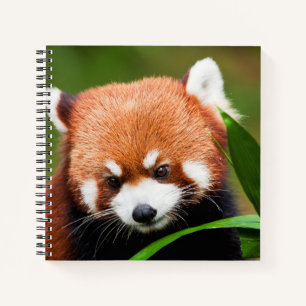 Cute Red Panda Notebook