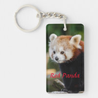 Cute Red Panda Photo