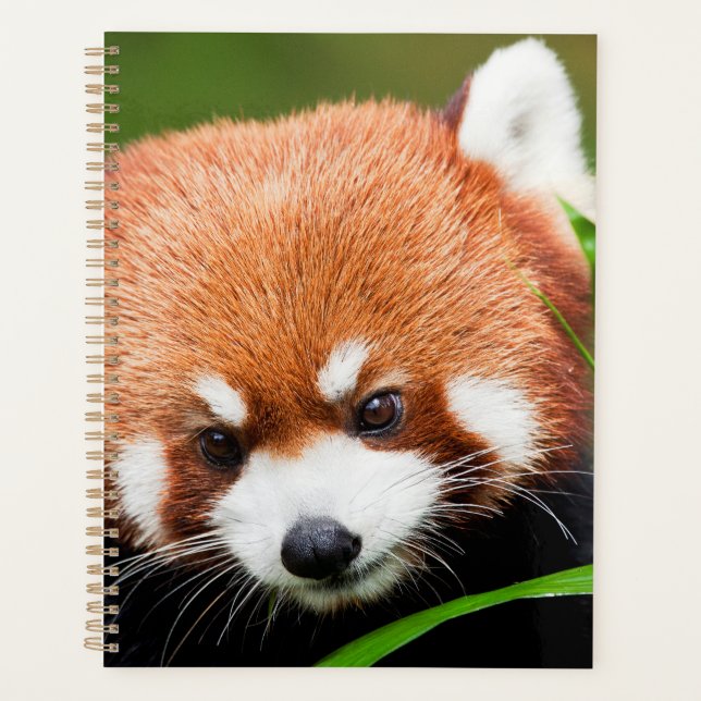 Cute Red Panda Planner (Front)