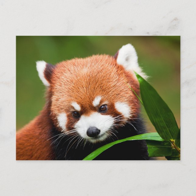 Cute Red Panda Postcard (Front)