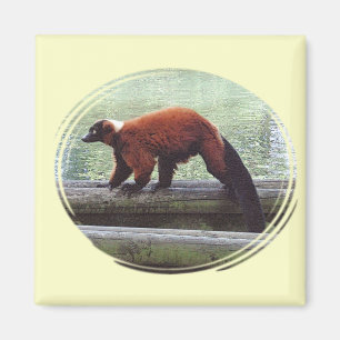 Cute Red-Ruffed Lemur Red Fur White Neck Magnet