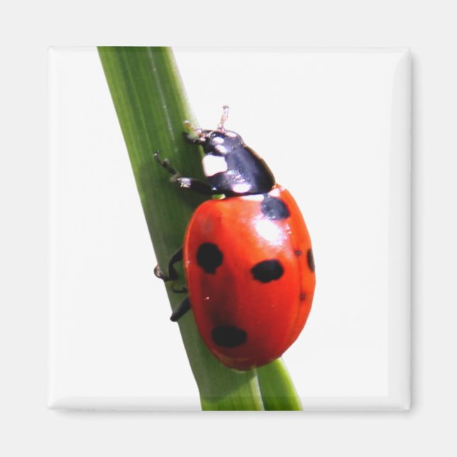 Cute Red Spotted Ladybug Magnet (Front)