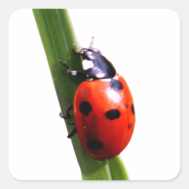 Cute Red Spotted Ladybug Square Sticker (Front)
