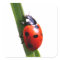 Cute Red Spotted Ladybug