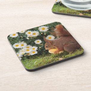 Cute Red Squirrel and Daisies Coaster