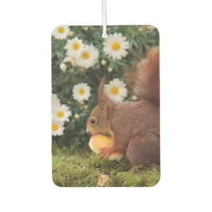 Cute Red Squirrel and Daisies Photo Car Air Freshener