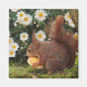 Cute Red Squirrel and Daisies Photo Magnet