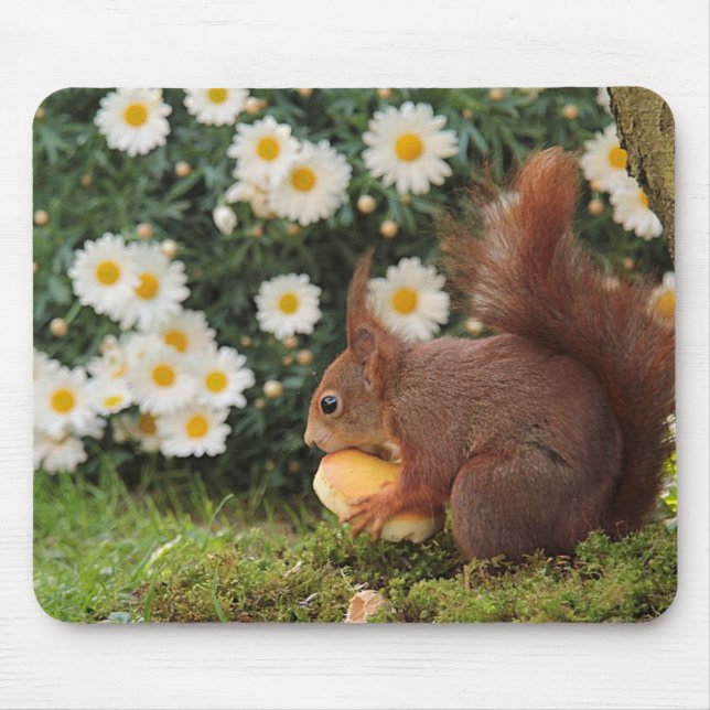 Cute Red Squirrel and Daisies Photo Mouse Mat (Front)