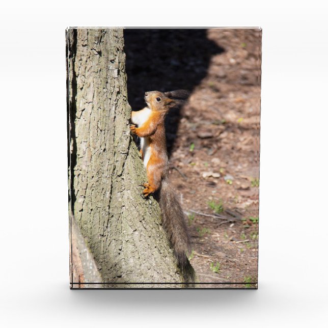 Cute red squirrel on a tree photo block (Front)