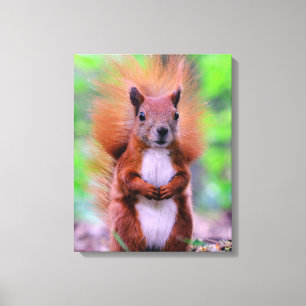 Cute Red Squirrel Photograph Canvas Print