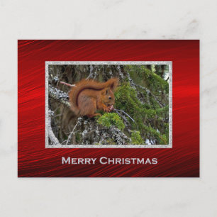 Cute Red Squirrel Pine Photo Christmas Postcard