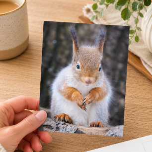Cute Red Squirrel Wildlife Photography Postcard