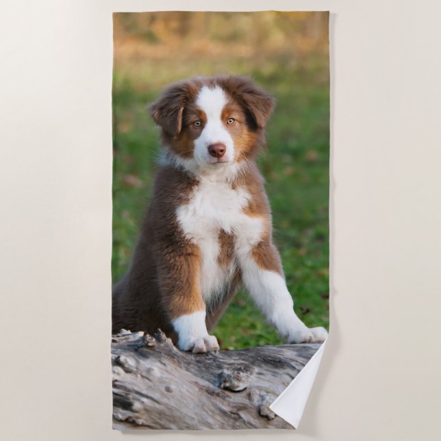 Cute Red Tri Australian Shepherd Dog Puppy Photo / Beach Towel (Front)