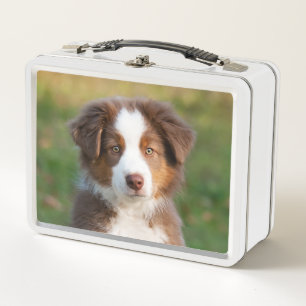 Cute Red Tri Australian Shepherd Dog Puppy Photo ' Metal Lunch Box
