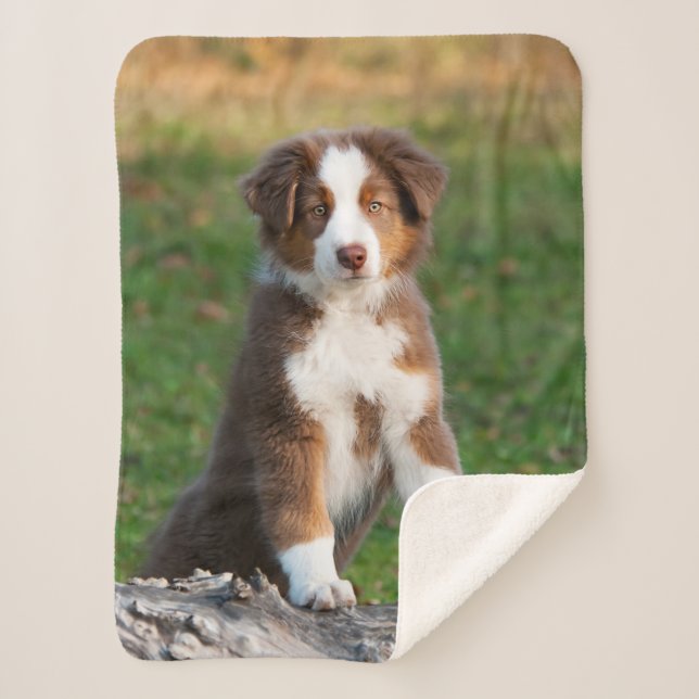 Cute Red Tri Australian Shepherd Dog Puppy Photo Sherpa Blanket (Front)