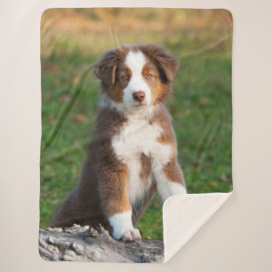 Cute Red Tri Australian Shepherd Dog Puppy Photo , Sherpa Blanket