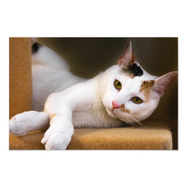 Cute Relaxing White Calico Cat Photo Print (Front)