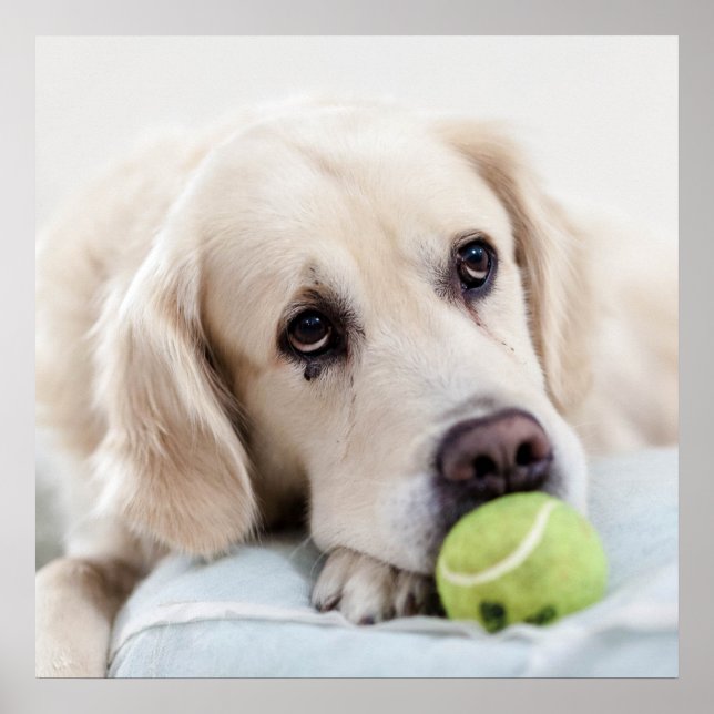 Cute Retriever Dog poster (Front)