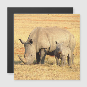 Cute rhinoceros in africa