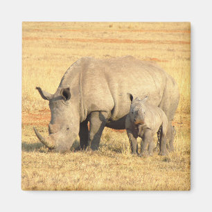 Cute rhinoceros in africa magnet