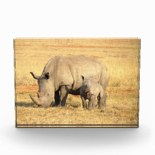 Cute rhinoceros in africa photo block