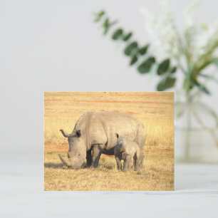 Cute rhinoceros in africa   postcard