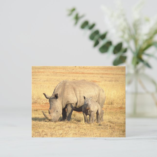 Cute rhinoceros in africa   postcard (Standing Front)