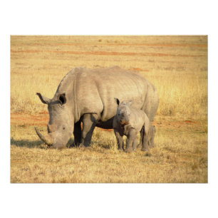 Cute rhinoceros in africa   poster