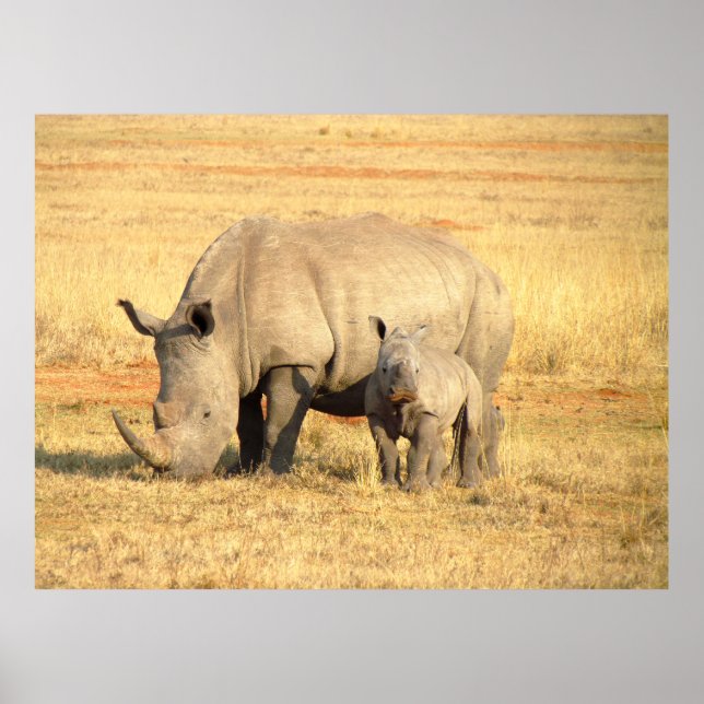 Cute rhinoceros in africa  poster (Front)