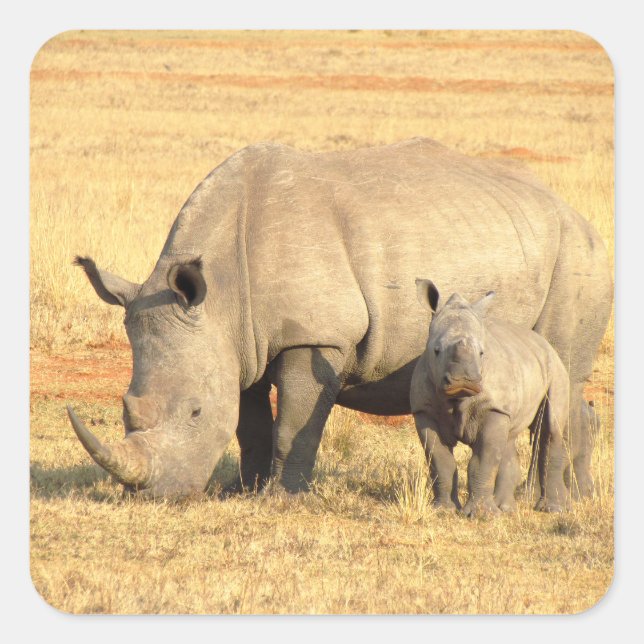 Cute rhinoceros in africa   square sticker (Front)