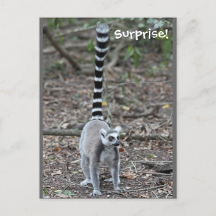 Cute Ring-Tailed Lemur Photo Postcard