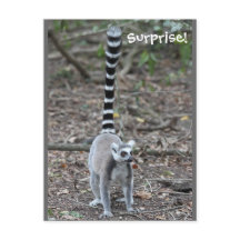 Cute Ring-Tailed Lemur Photo