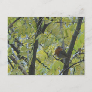 Cute Robin in Tree DIY Postcard