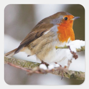 Cute robin on branch in winter square sticker