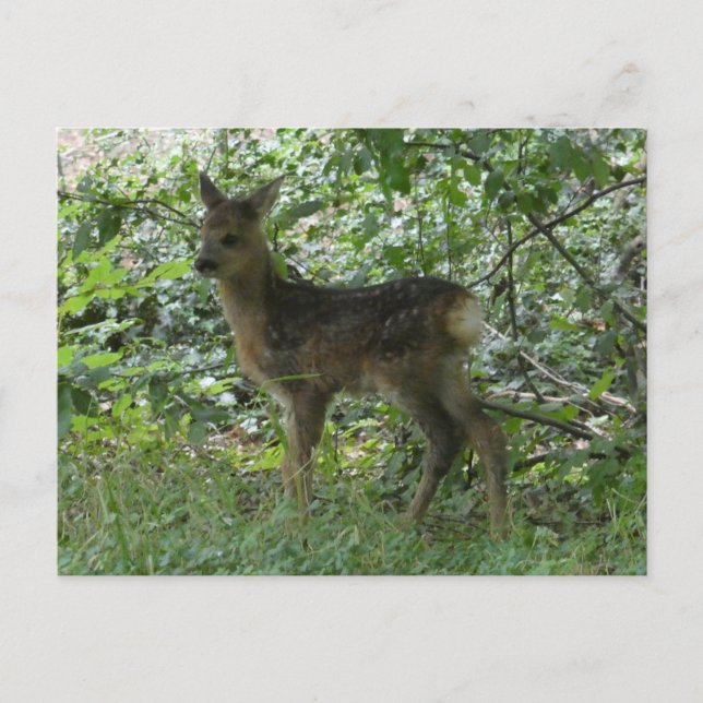 Cute Roe Deer in the Forrest DIY Postcard (Front)