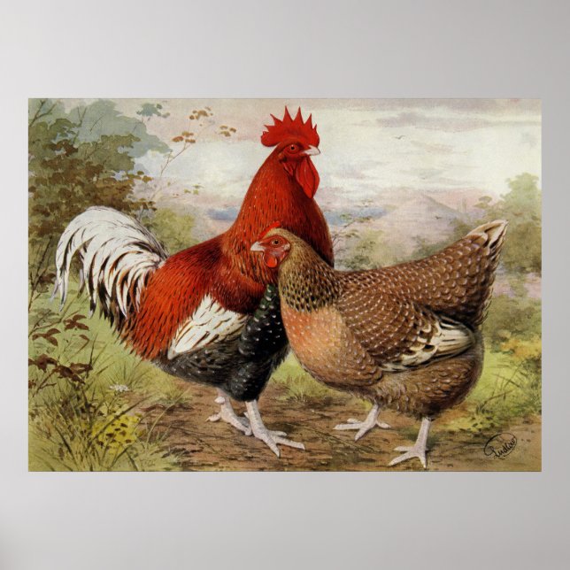 Cute rooster and chicken Country kitchen Poster (Front)