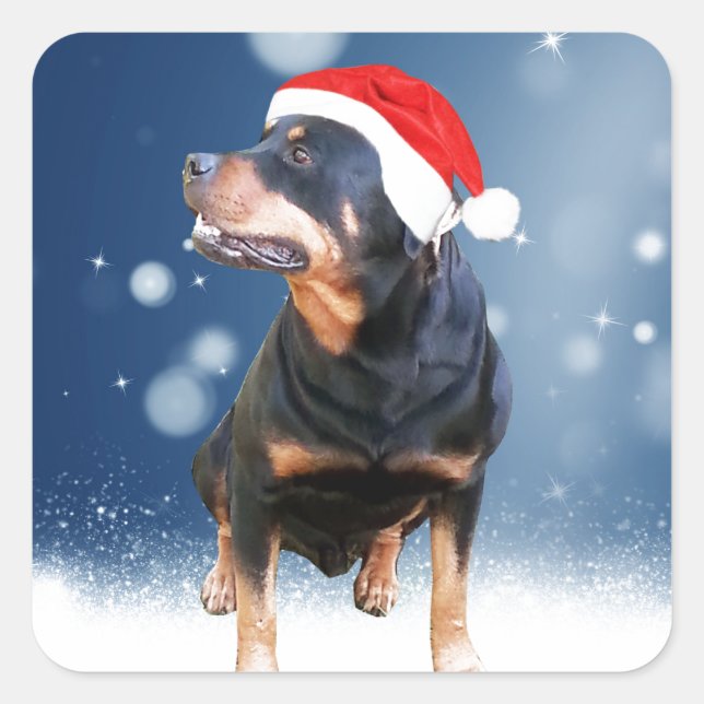 Cute Rottweiler Dog Christmas Santa Hat Snow Stars Square Sticker (Front)