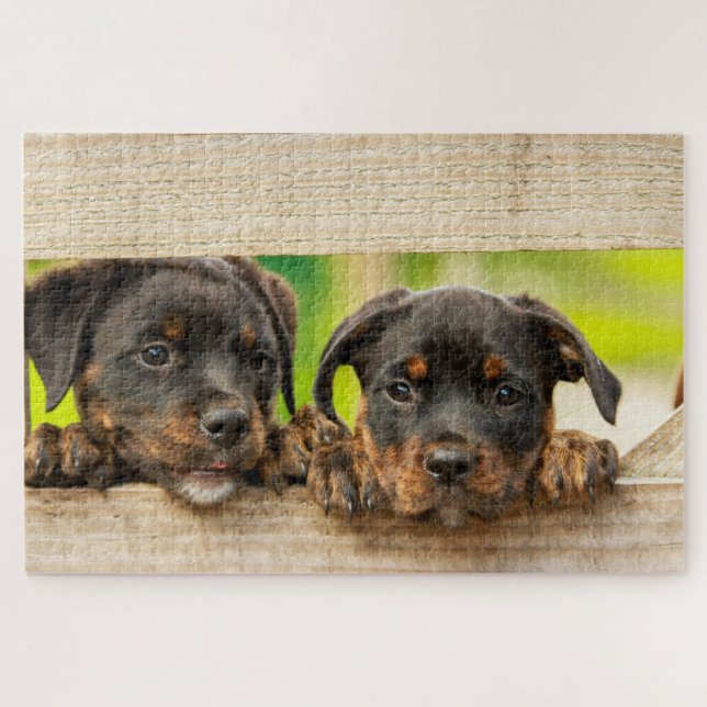 Cute Rottweiler Puppies Dog Animal Nature Jigsaw Puzzle (Horizontal)