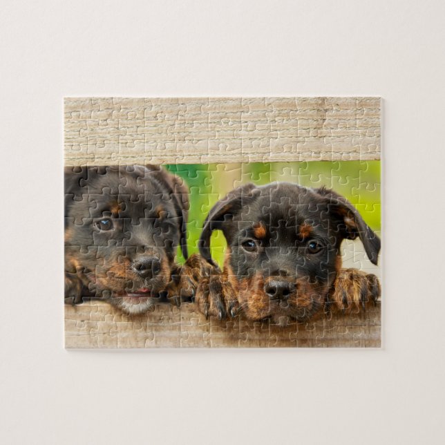 Cute Rottweiler Puppies Dog Animal Nature Jigsaw Puzzle (Horizontal)