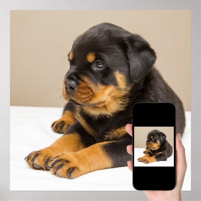 Cute rottweiler puppy poster | Zazzle